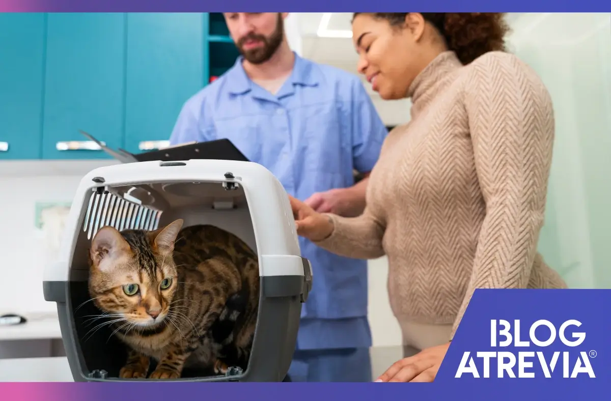 Veterinario dando consejos para transportar gatos nerviosos.